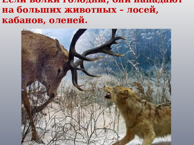 Если волки голодны, они нападают на больших животных – лосей, кабанов, оленей. 