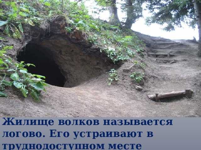 Жилище волков называется логово. Его устраивают в труднодоступном месте поблизости от воды.  