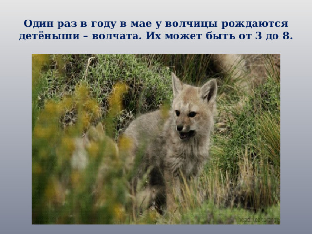 Один раз в году в мае у волчицы рождаются детёныши – волчата. Их может быть от 3 до 8. 