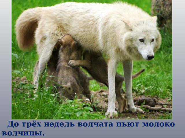  До трёх недель волчата пьют молоко волчицы. 