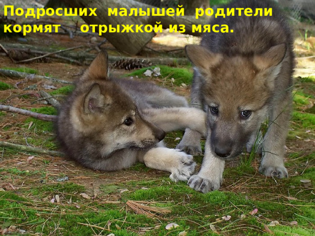 Подросших малышей родители кормят отрыжкой из мяса.  