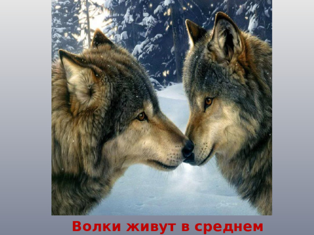  Волки живут в среднем 15-20 лет. 