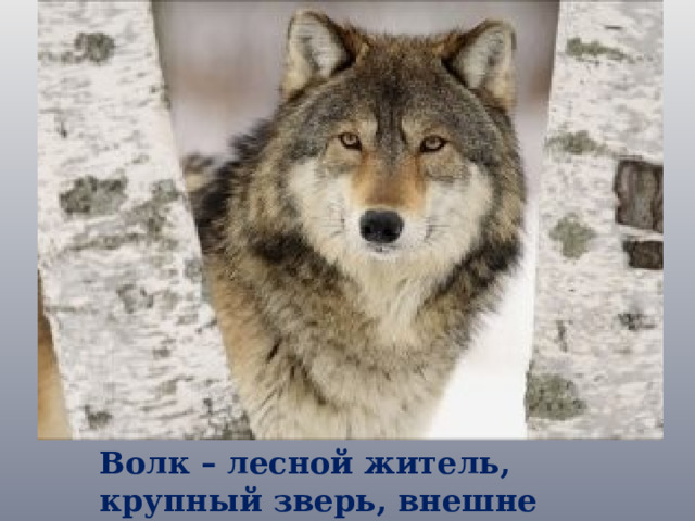 Волк – лесной житель, крупный зверь, внешне похожий на собаку. 