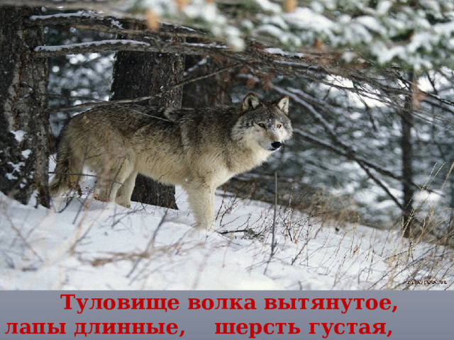  Туловище волка вытянутое, лапы длинные, шерсть густая, хвост обычно опущен.  