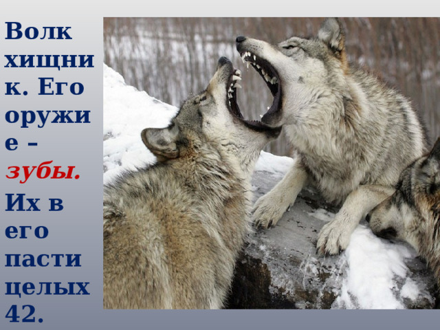 Волк хищник. Его оружие – зубы. Их в его пасти целых 42. 