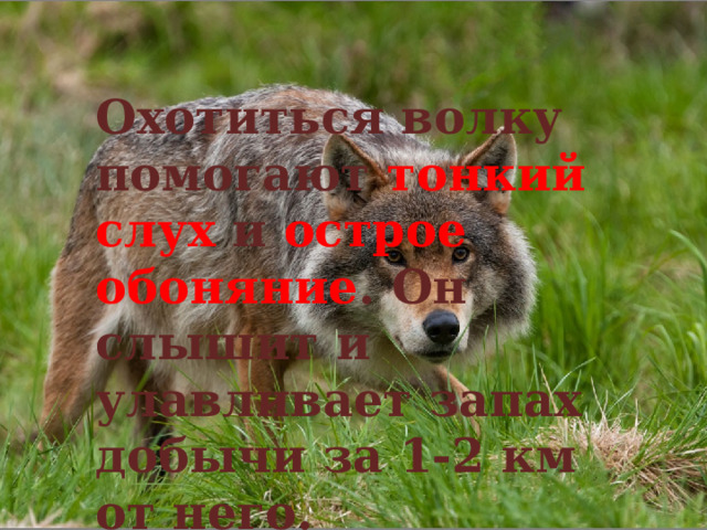 Охотиться волку помогают тонкий слух и острое обоняние . Он слышит и улавливает запах добычи за 1-2 км от него.  