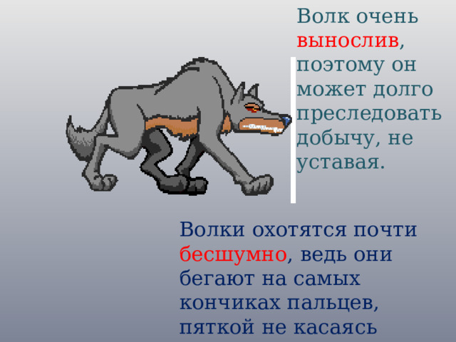 Волк очень вынослив , поэтому он может долго преследовать добычу, не уставая. Волки охотятся почти бесшумно , ведь они бегают на самых кончиках пальцев, пяткой не касаясь земли.  