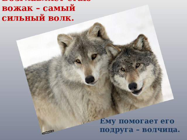 Возглавляет стаю вожак – самый сильный волк. Ему помогает его подруга – волчица. 
