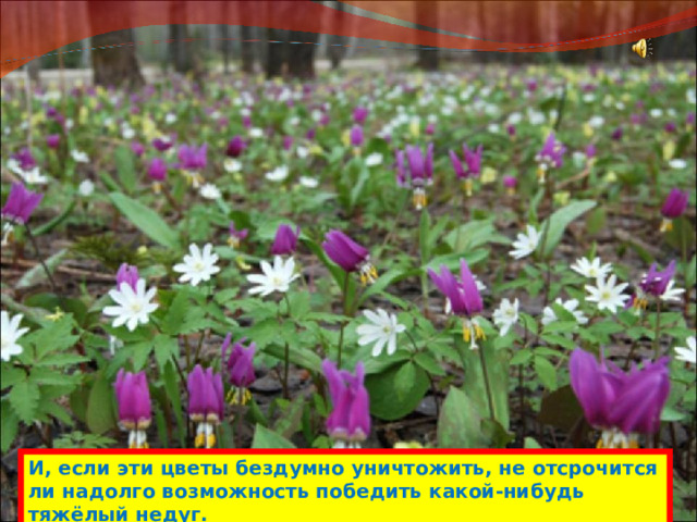 И, если эти цветы бездумно уничтожить, не отсрочится ли надолго возможность победить какой-нибудь тяжёлый недуг. 