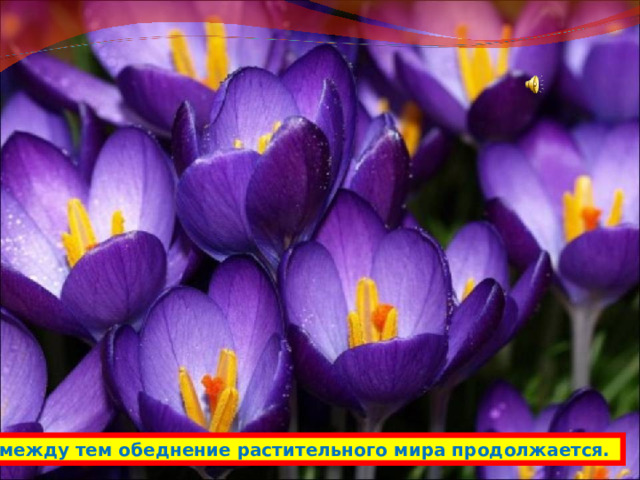 А между тем обеднение растительного мира продолжается. 