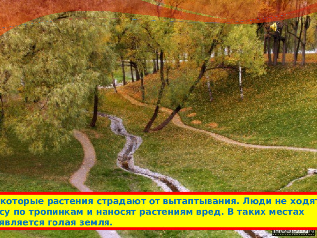 Некоторые растения страдают от вытаптывания. Люди не ходят в лесу по тропинкам и наносят растениям вред. В таких местах появляется голая земля. 