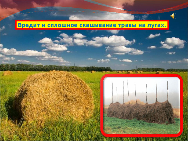 Вредит и сплошное скашивание травы на лугах. 