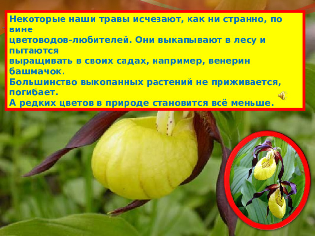 Некоторые наши травы исчезают, как ни странно, по вине цветоводов-любителей. Они выкапывают в лесу и пытаются выращивать в своих садах, например, венерин башмачок. Большинство выкопанных растений не приживается, погибает. А редких цветов в природе становится всё меньше. 