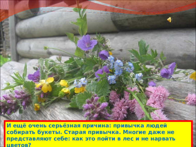 И ещё очень серьёзная причина: привычка людей собирать букеты. Старая привычка. Многие даже не представляют себе: как это пойти в лес и не нарвать цветов? 