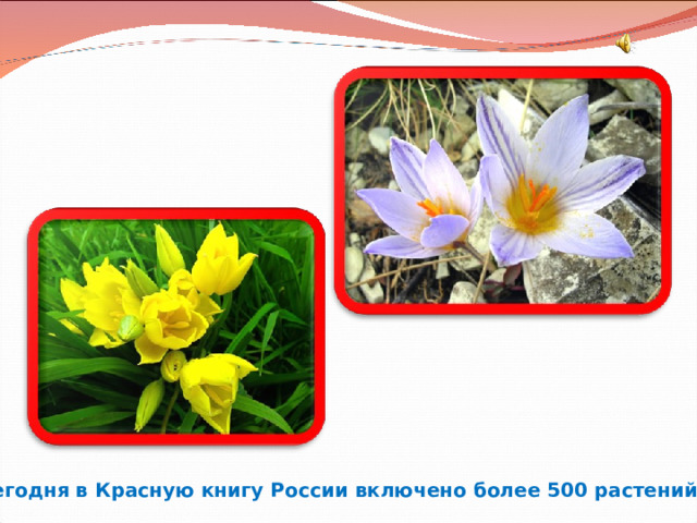 Сегодня в Красную книгу России включено более 500 растений. 