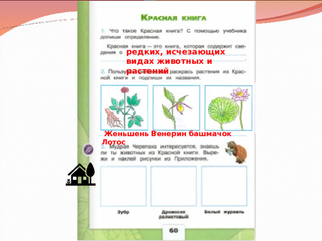редких, исчезающих видах животных и растений  Женьшень Венерин башмачок Лотос 
