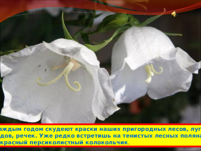 С каждым годом скудеют краски наших пригородных лесов, лугов, прудов, речек. Уже редко встретишь на тенистых лесных полянах прекрасный персиколистный колокольчик . 