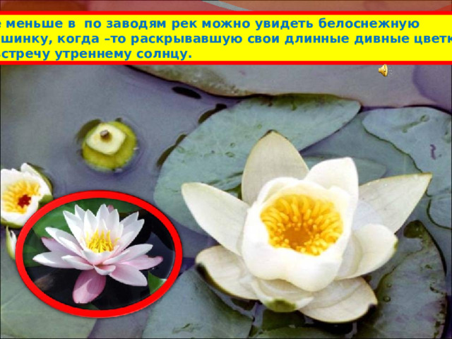 Всё меньше в по заводям рек можно увидеть белоснежную кувшинку, когда –то раскрывавшую свои длинные дивные цветки навстречу утреннему солнцу. 