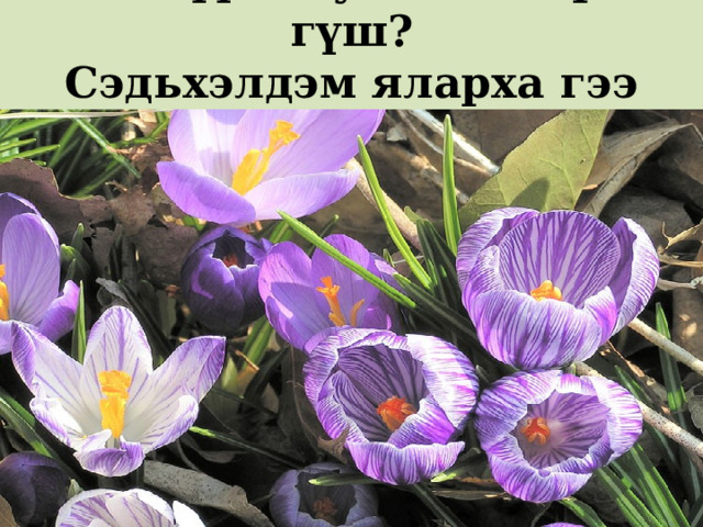 Сэсэгүүдээ уһалхаа ерээ гүш?  Сэдьхэлдэм яларха гээ гүш? 