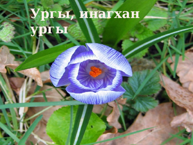 Ургы, инагхан ургы 