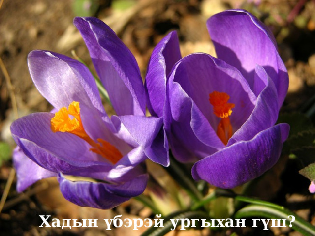 Хадын үбэрэй ургыхан гүш? 