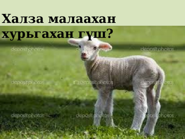 Халза малаахан хурьгахан гүш? 