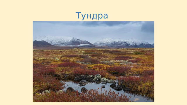 Тундра 