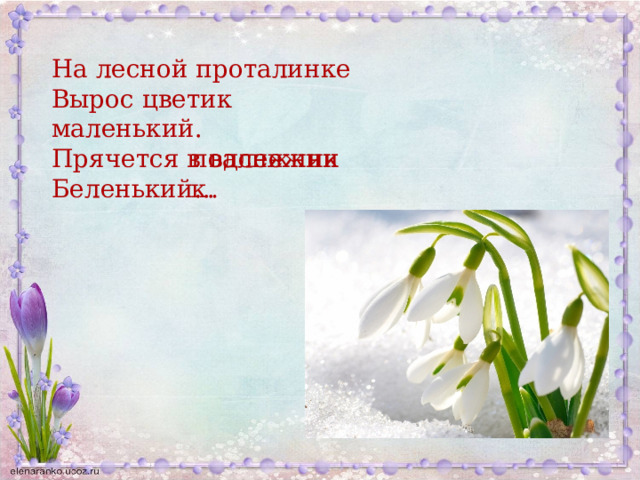 На лесной проталинке Вырос цветик маленький. Прячется в валежник Беленький… подснежник. 