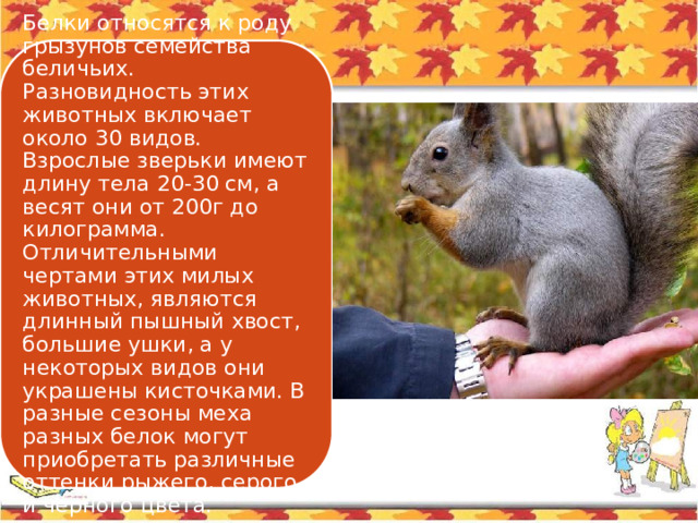 Белки относятся к роду грызунов семейства беличьих. Разновидность этих животных включает около 30 видов. Взрослые зверьки имеют длину тела 20-30 см, а весят они от 200г до килограмма. Отличительными чертами этих милых животных, являются длинный пышный хвост, большие ушки, а у некоторых видов они украшены кисточками. В разные сезоны меха разных белок могут приобретать различные оттенки рыжего, серого и черного цвета. 