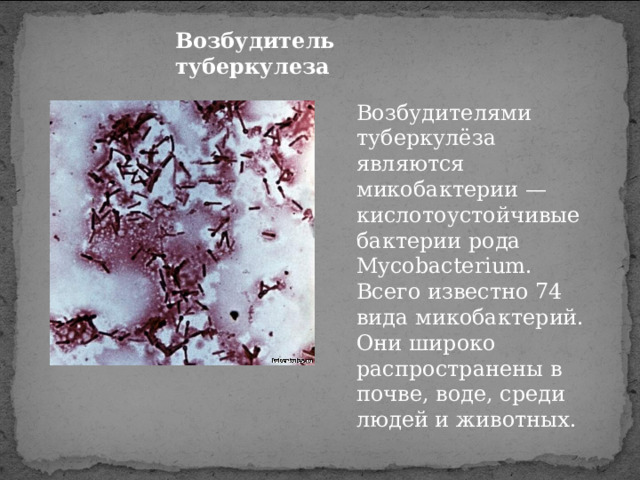 Возбудитель туберкулеза Возбудителями туберкулёза являются микобактерии — кислотоустойчивые бактерии рода Mycobacterium. Всего известно 74 вида микобактерий. Они широко распространены в почве, воде, среди людей и животных. 