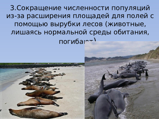 3.Сокращение численности популяций из-за расширения площадей для полей с помощью вырубки лесов (животные, лишаясь нормальной среды обитания, погибают ). 