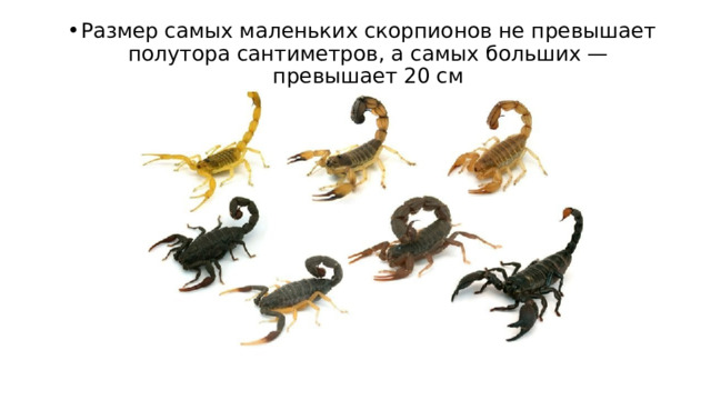 Размер самых маленьких скорпионов не превышает полутора сантиметров, а самых больших — превышает 20 см 