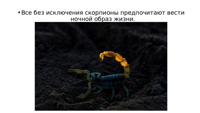 Все без исключения скорпионы предпочитают вести ночной образ жизни. 