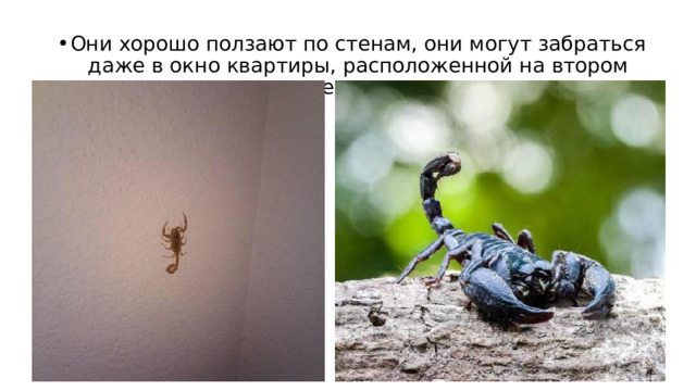 Они хорошо ползают по стенам, они могут забраться даже в окно квартиры, расположенной на втором или третьем этаже. 