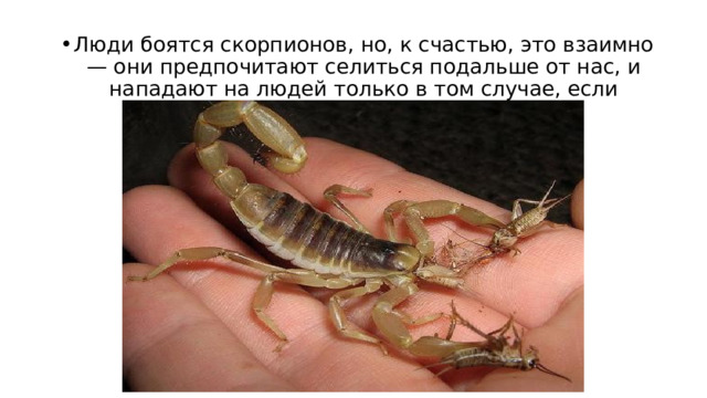 Люди боятся скорпионов, но, к счастью, это взаимно — они предпочитают селиться подальше от нас, и нападают на людей только в том случае, если человек оказывается слишком близко. 