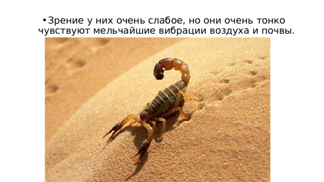 Зрение у них очень слабое, но они очень тонко чувствуют мельчайшие вибрации воздуха и почвы. 