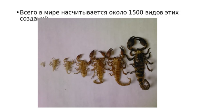 Всего в мире насчитывается около 1500 видов этих созданий. 