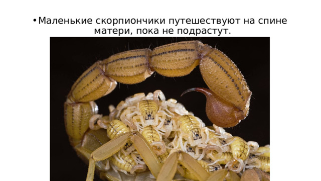 Маленькие скорпиончики путешествуют на спине матери, пока не подрастут. 