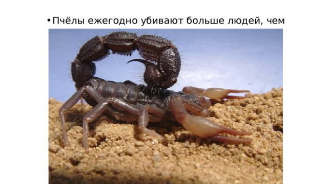 Пчёлы ежегодно убивают больше людей, чем скорпионы 