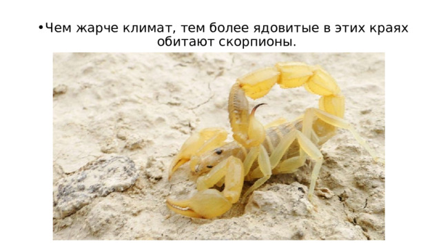 Чем жарче климат, тем более ядовитые в этих краях обитают скорпионы. 