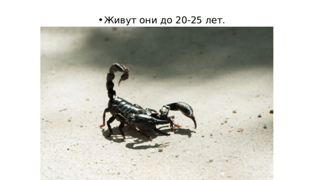 Живут они до 20-25 лет. 