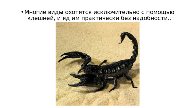 Многие виды охотятся исключительно с помощью клешней, и яд им практически без надобности.. 