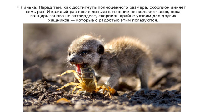 Линька. Перед тем, как достигнуть полноценного размера, скорпион линяет семь раз. И каждый раз после линьки в течение нескольких часов, пока панцирь заново не затвердеет, скорпион крайне уязвим для других хищников — которые с радостью этим пользуются. 