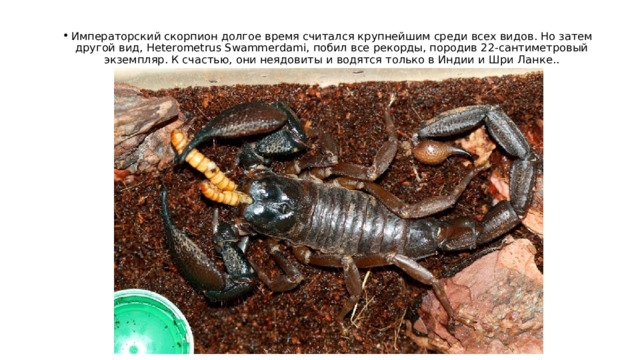 Императорский скорпион долгое время считался крупнейшим среди всех видов. Но затем другой вид, Heterometrus Swammerdami, побил все рекорды, породив 22-сантиметровый экземпляр. К счастью, они неядовиты и водятся только в Индии и Шри Ланке.. 