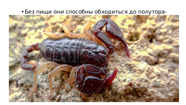 Без пищи они способны обходиться до полутора-двух лет. 
