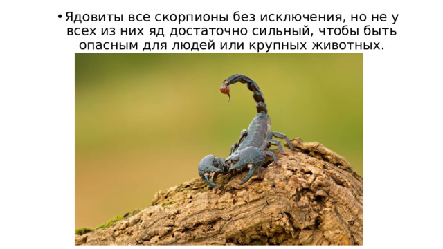Ядовиты все скорпионы без исключения, но не у всех из них яд достаточно сильный, чтобы быть опасным для людей или крупных животных. 