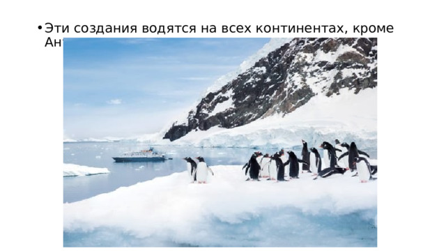 Эти создания водятся на всех континентах, кроме Антарктиды 