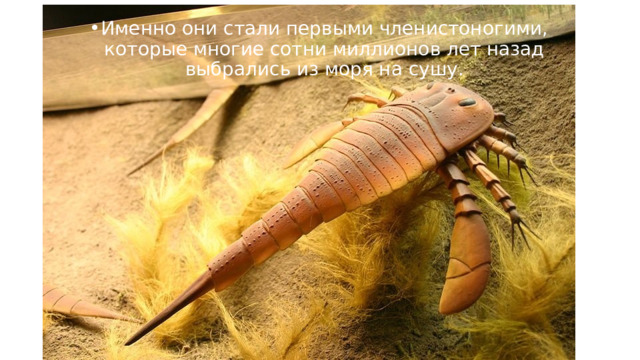 Именно они стали первыми членистоногими, которые многие сотни миллионов лет назад выбрались из моря на сушу. 