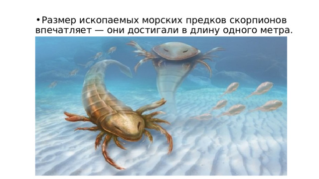 Размер ископаемых морских предков скорпионов впечатляет — они достигали в длину одного метра. 