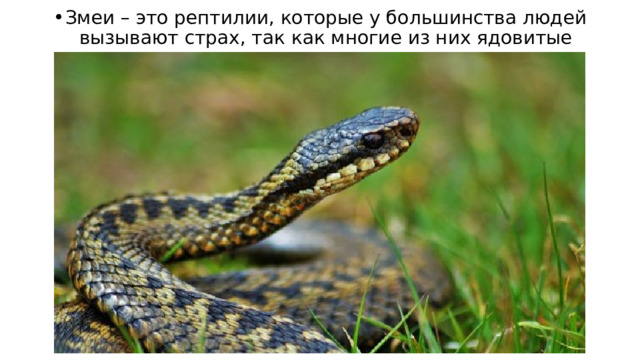Змеи – это рептилии, которые у большинства людей вызывают страх, так как многие из них ядовитые или опасные. 